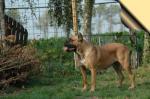 AMELIA (LI01130783)