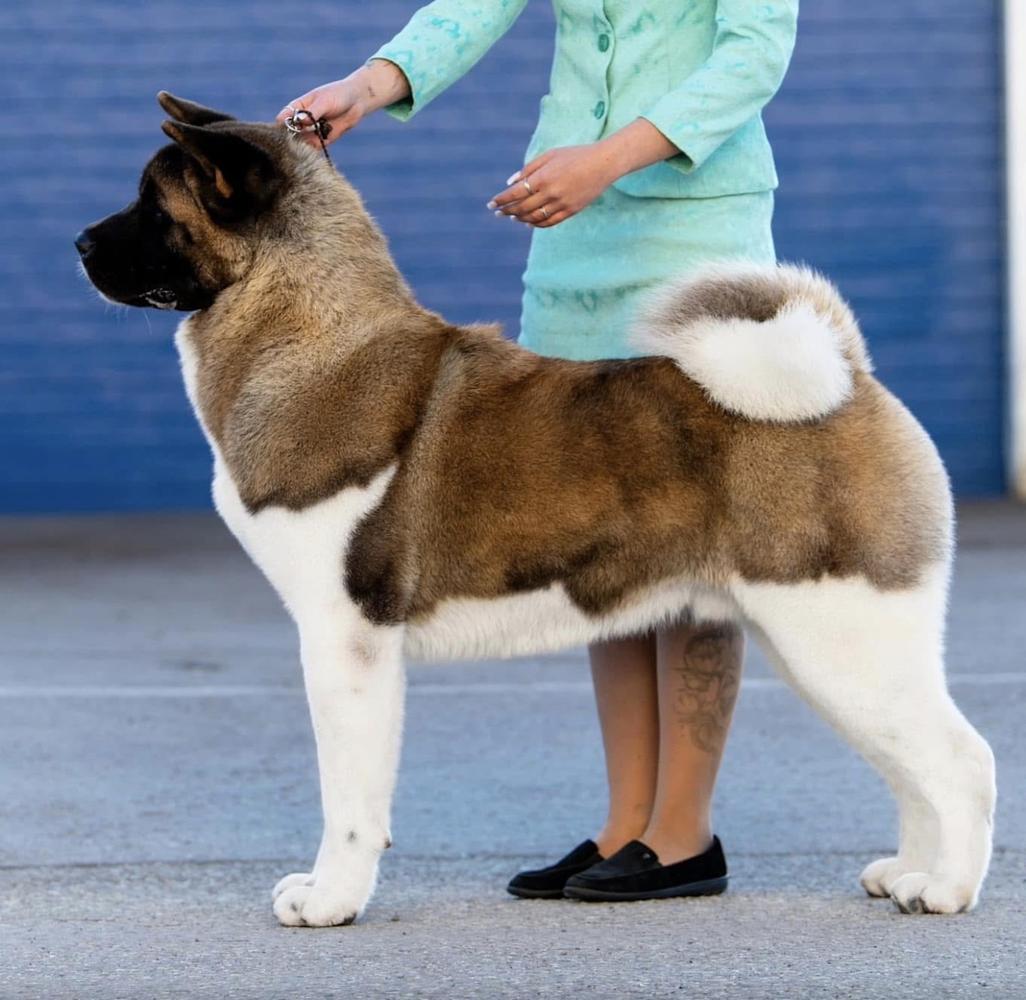 Valgrand Victory Lucky Strike