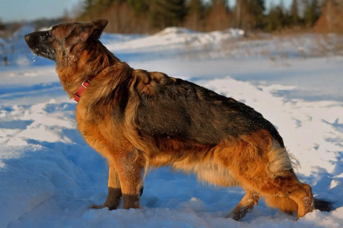 Bruna-Bacardu Fom Katerina Stolts