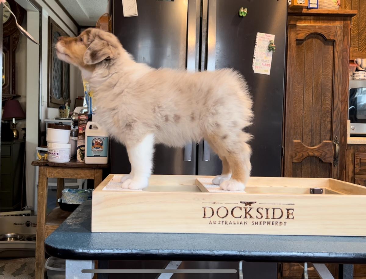 Dockside Rocky Top at Glyn Brae