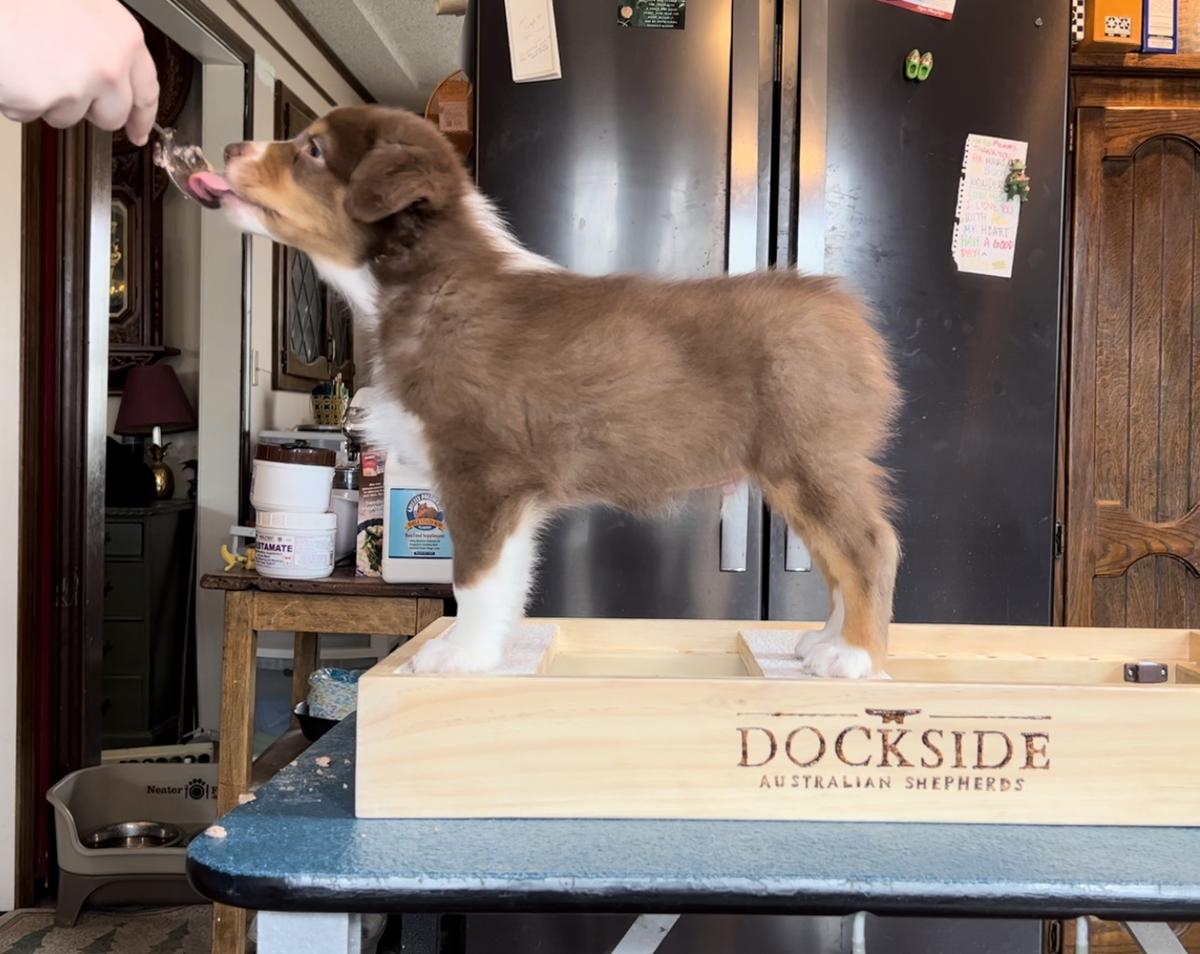 Dockside’s A Dance With Dragons
