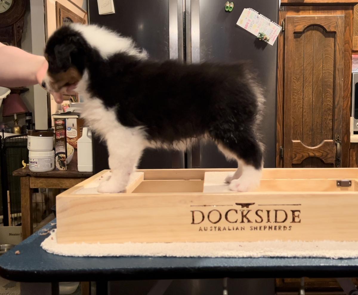 Dockside’s Step Into The Light