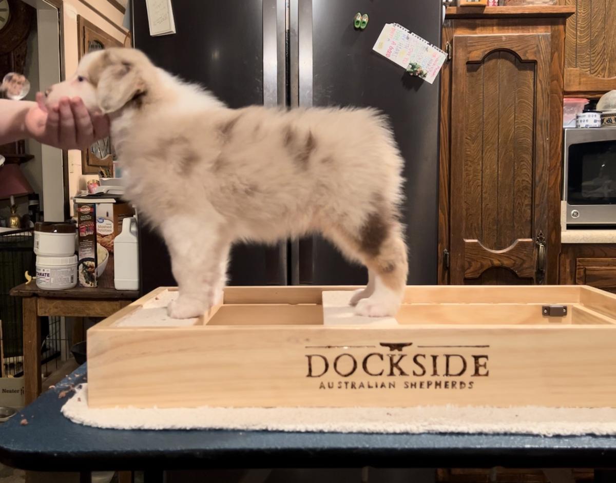 Dockside’s Wind In The Willows