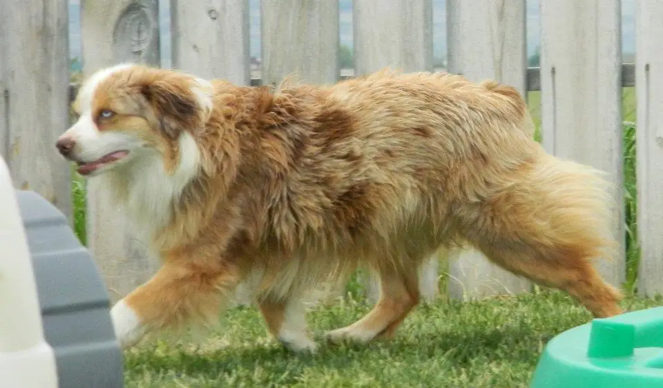 Wiggle Rump Abby Rose