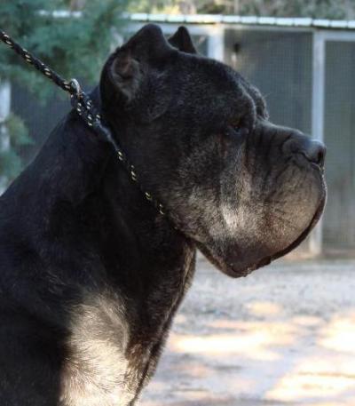 CASSIUS (1998)