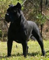 EL MESQUITAL DORIAN