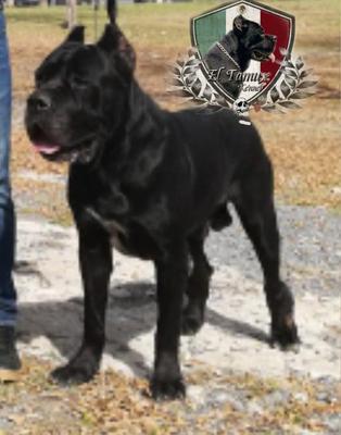 LEONIDAS (VALDEZ)