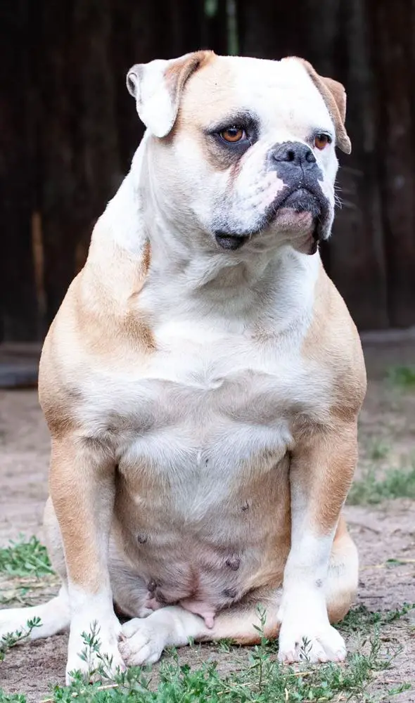 Famous Siggy love And War