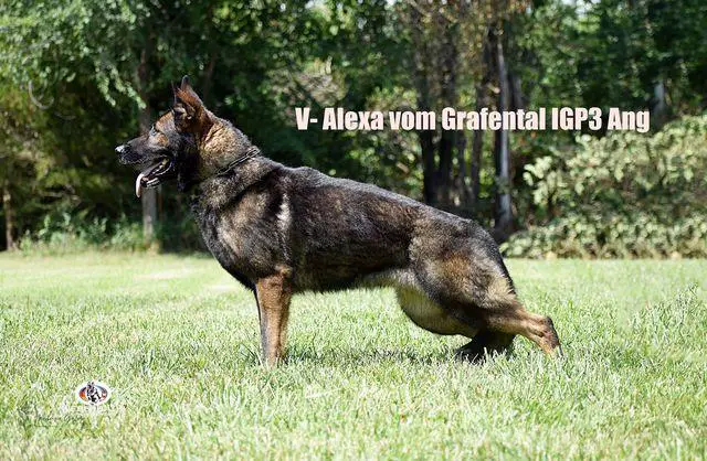 Alexa vom Gräfental