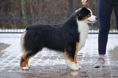 SILVER DREAM AUSSIE'S JACK SPARROW