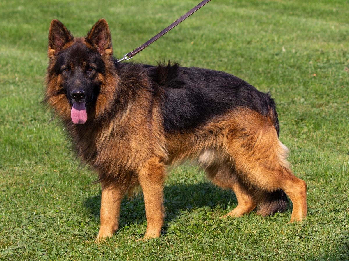 Kolenda german shepherds top