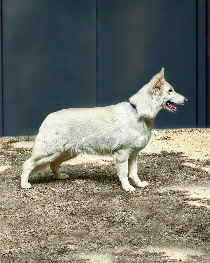 Argentine di Temaline