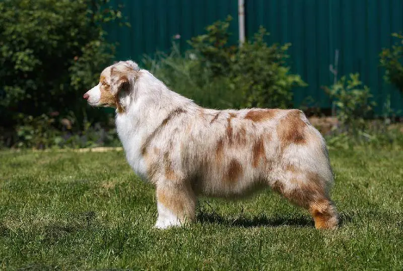 VELBRAND AMAZING KIRILLIKA