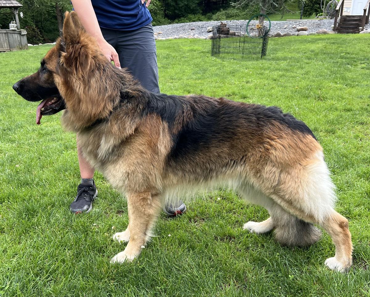 VMH’S Timber Wolf