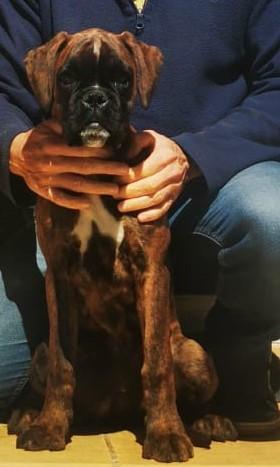 ZAFIRA DE LOS TOMEGUINES