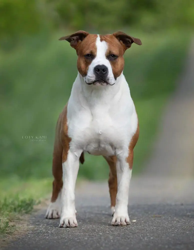 I Am Legend Of Bazo-Town