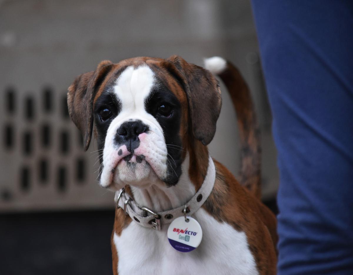 Dogs D´Amour Fata Morgana