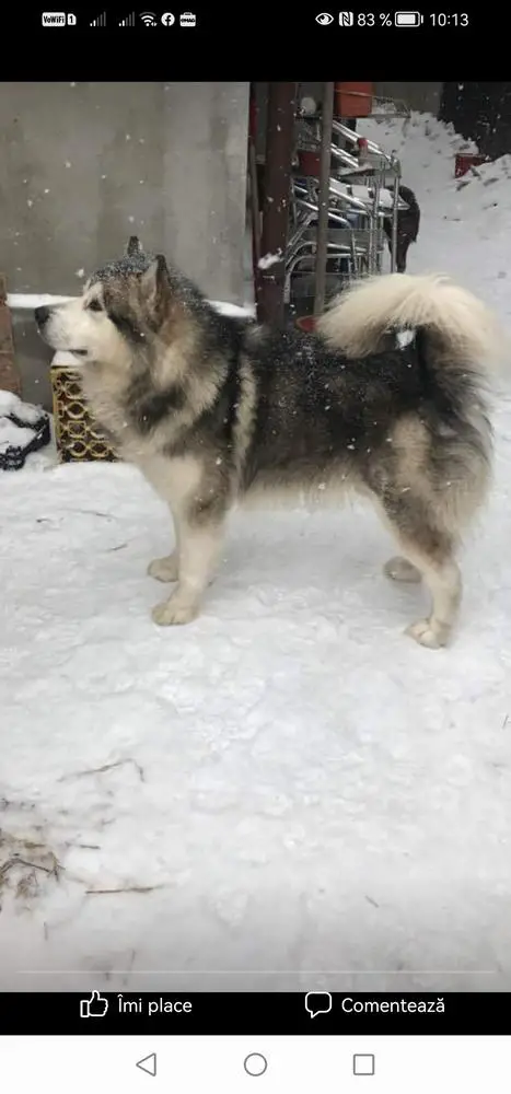 FAVORITE KINGWOLF