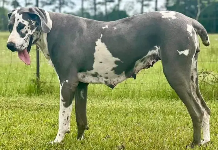 Beau Danes Zelle Of Country Acres