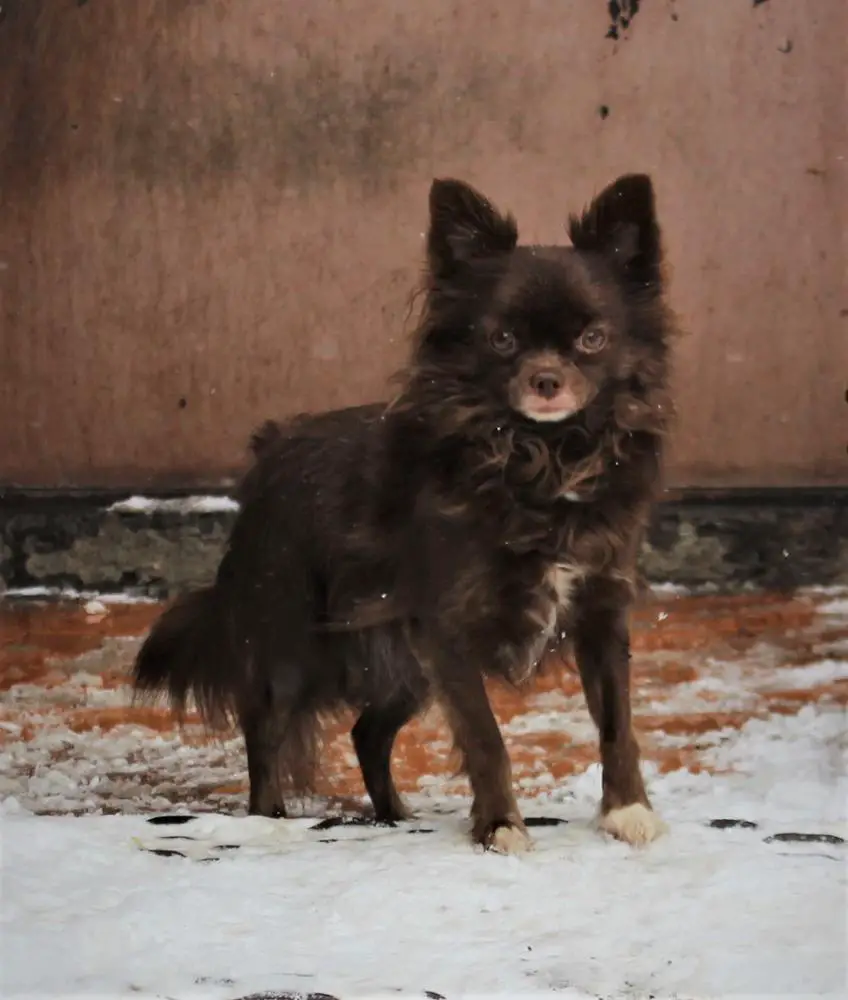 AIKO SOLANO KOLA DLYA NARDINNY