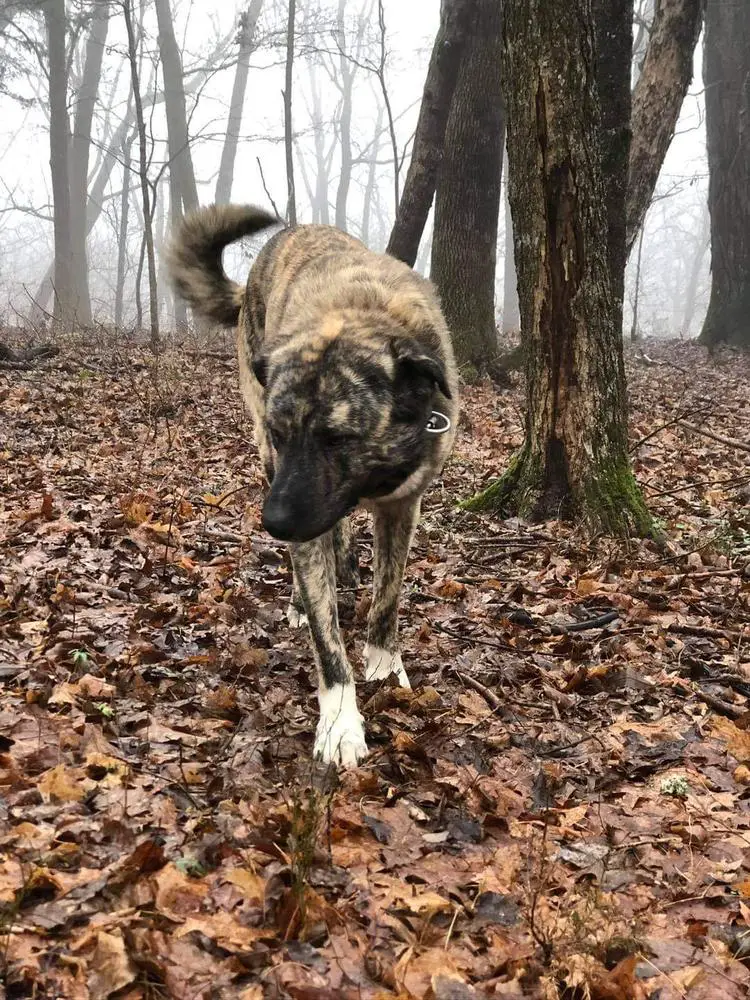 Waylon of Fallen Branch Farms