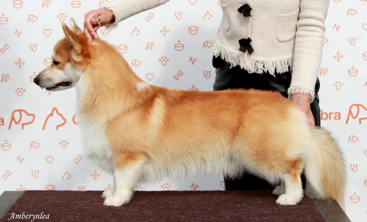 Corgirix Never Let Me Go