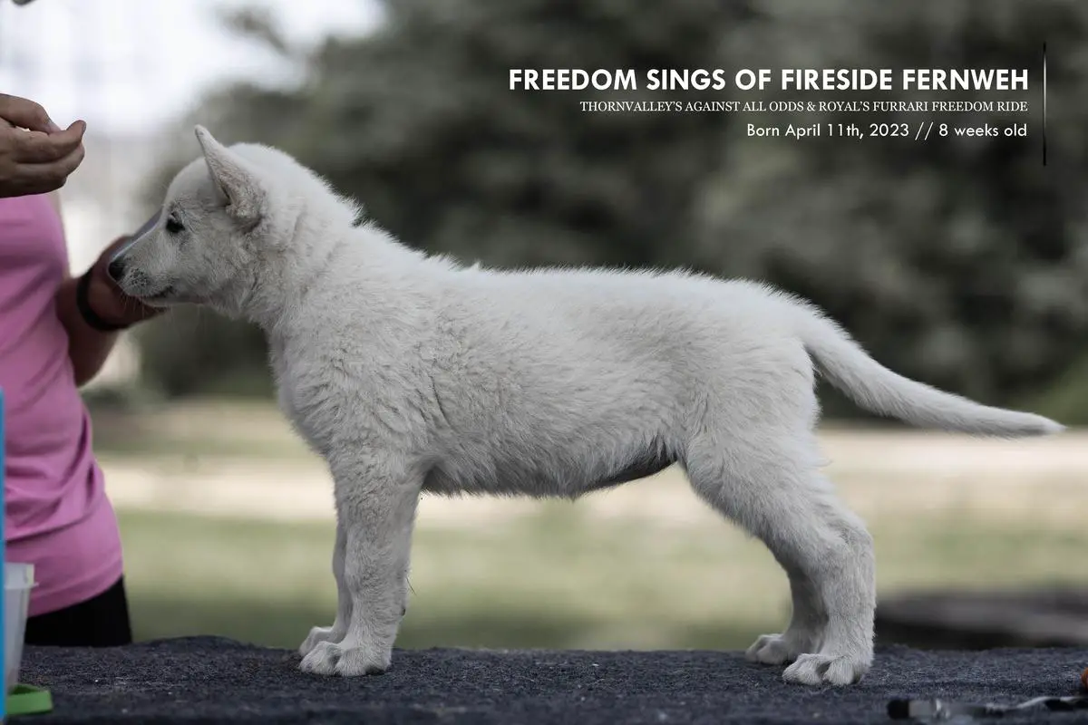 Freedom Sings of Fireside Fernweh