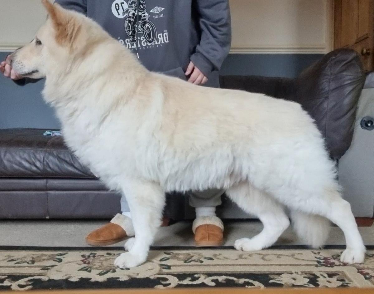 Seidr Loki Von Lavrocklane