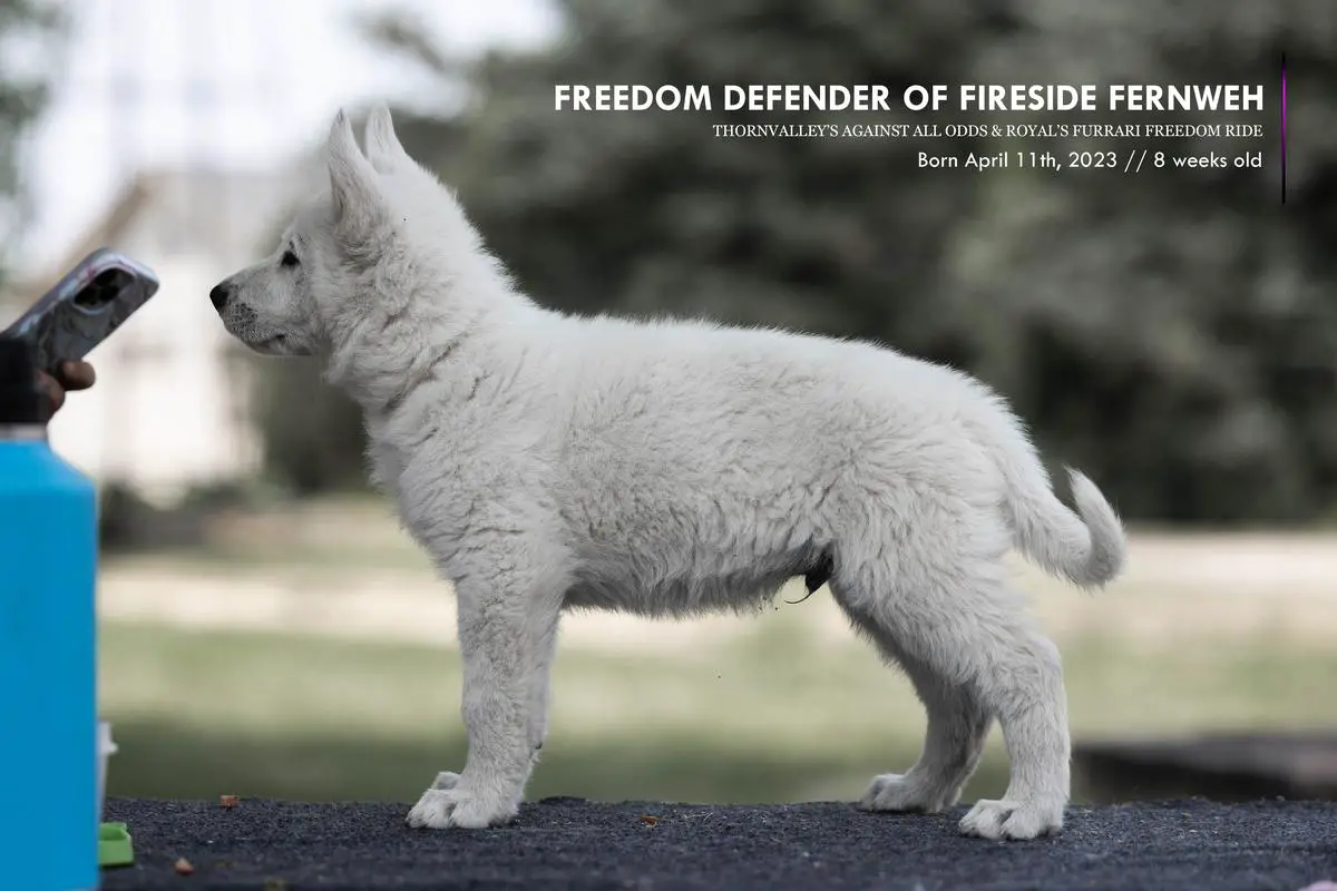 Freedom Defender of Fireside Fernweh