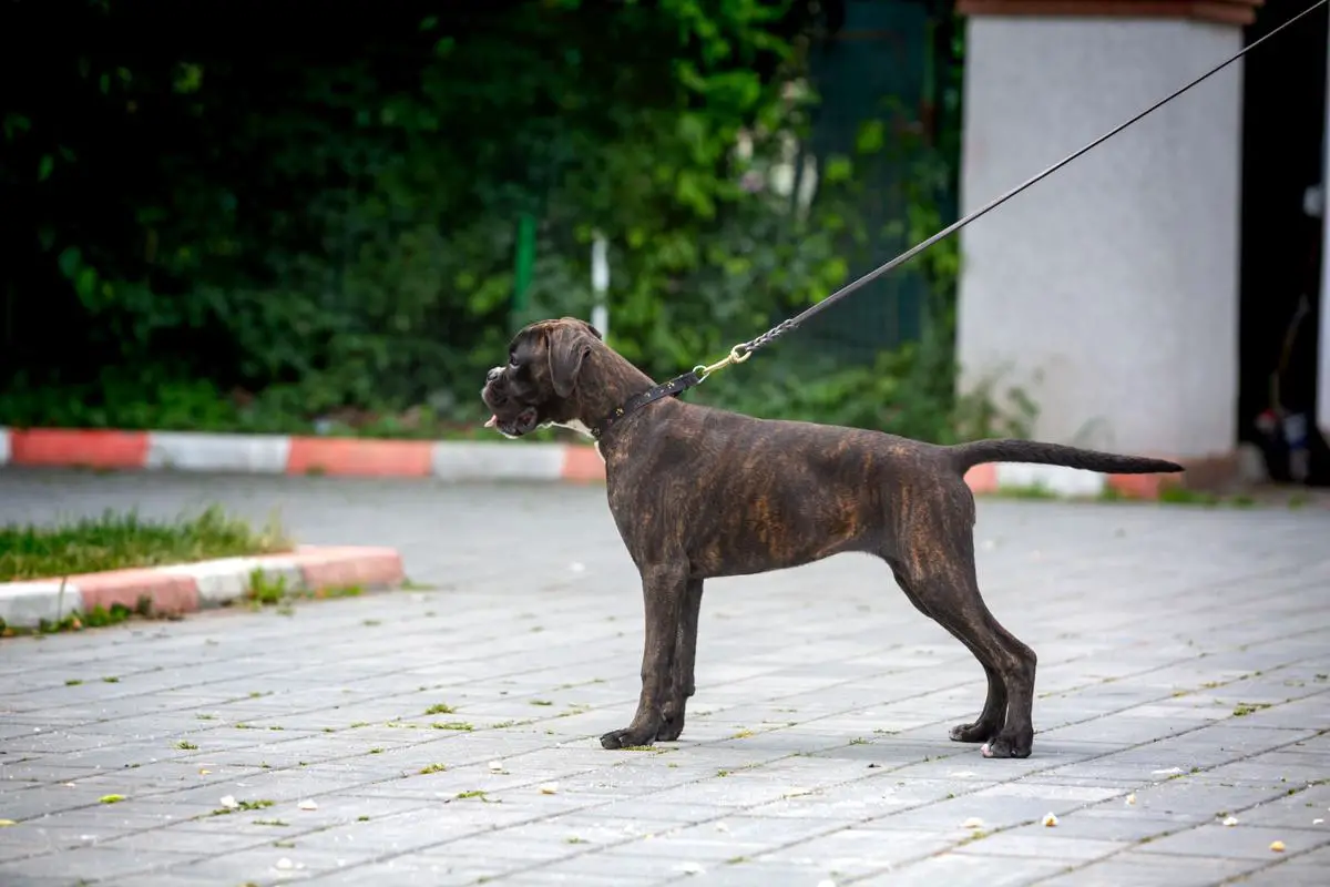 Laetizzia Valahus Kennel