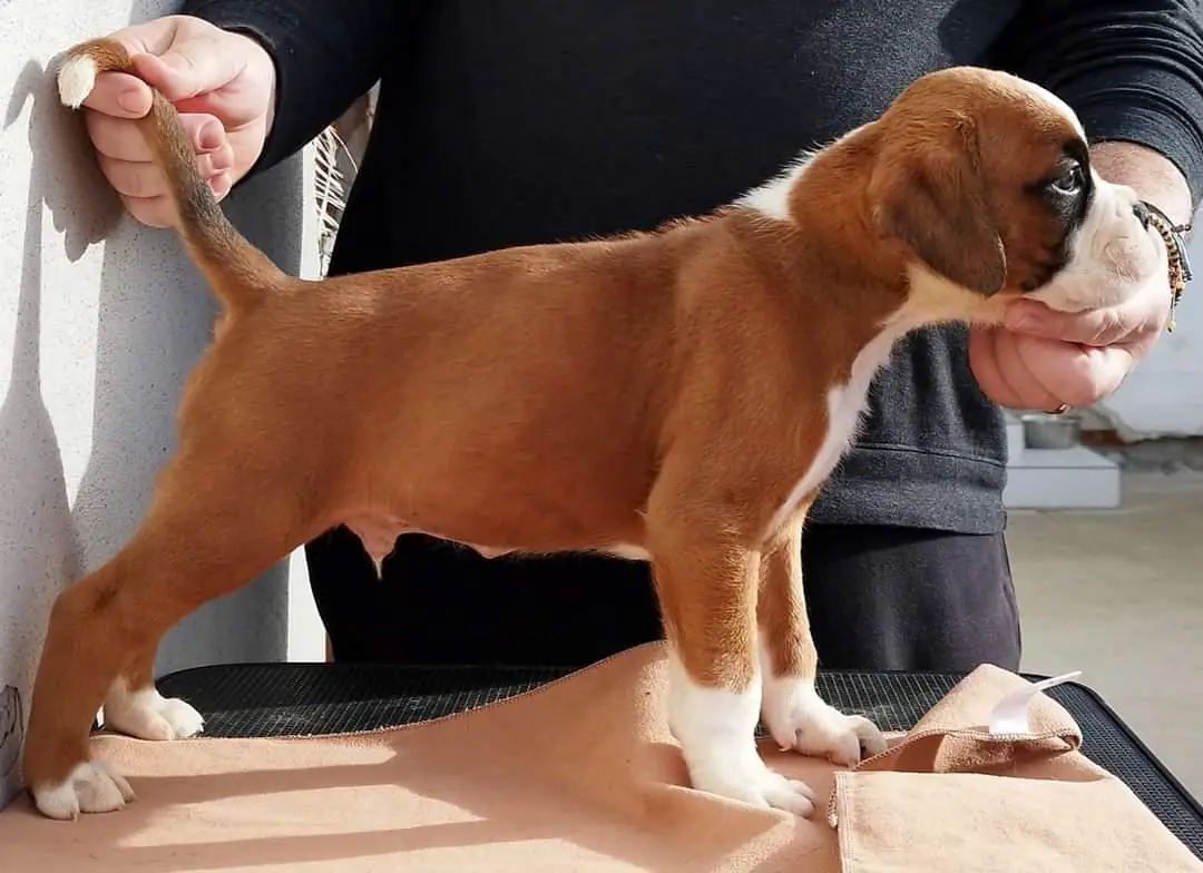 Lucky Lucianno Valahus Kennel