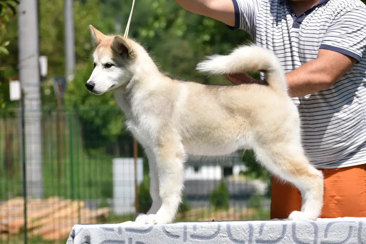 Himalayan malamute deals