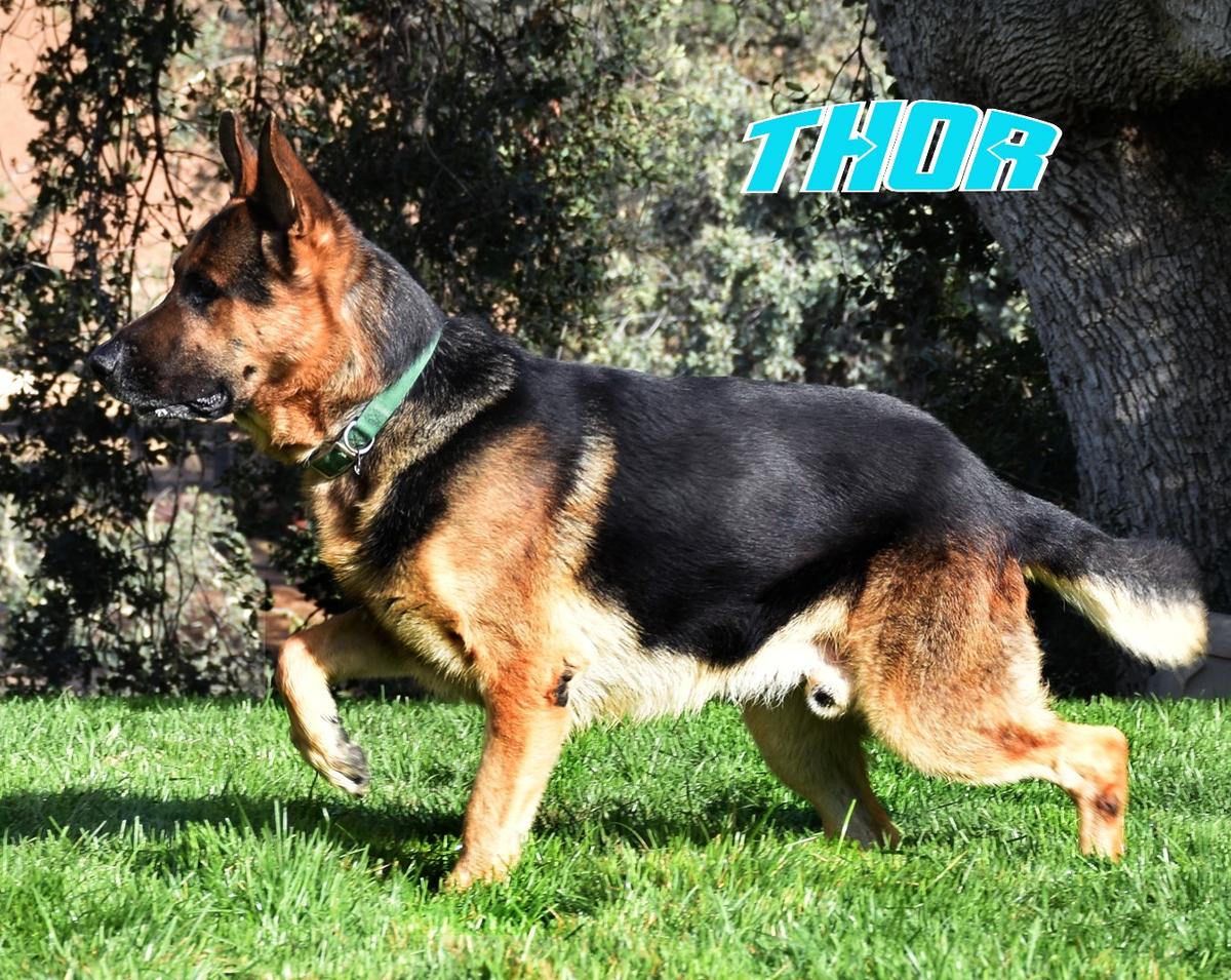 Valiantdale german shepherds cheap