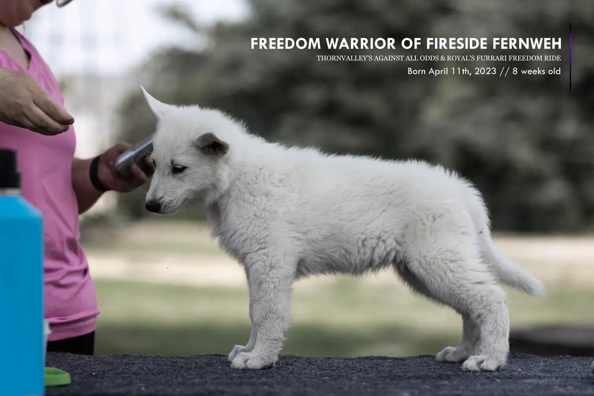 Freedom Warrior of Fireside Fernweh