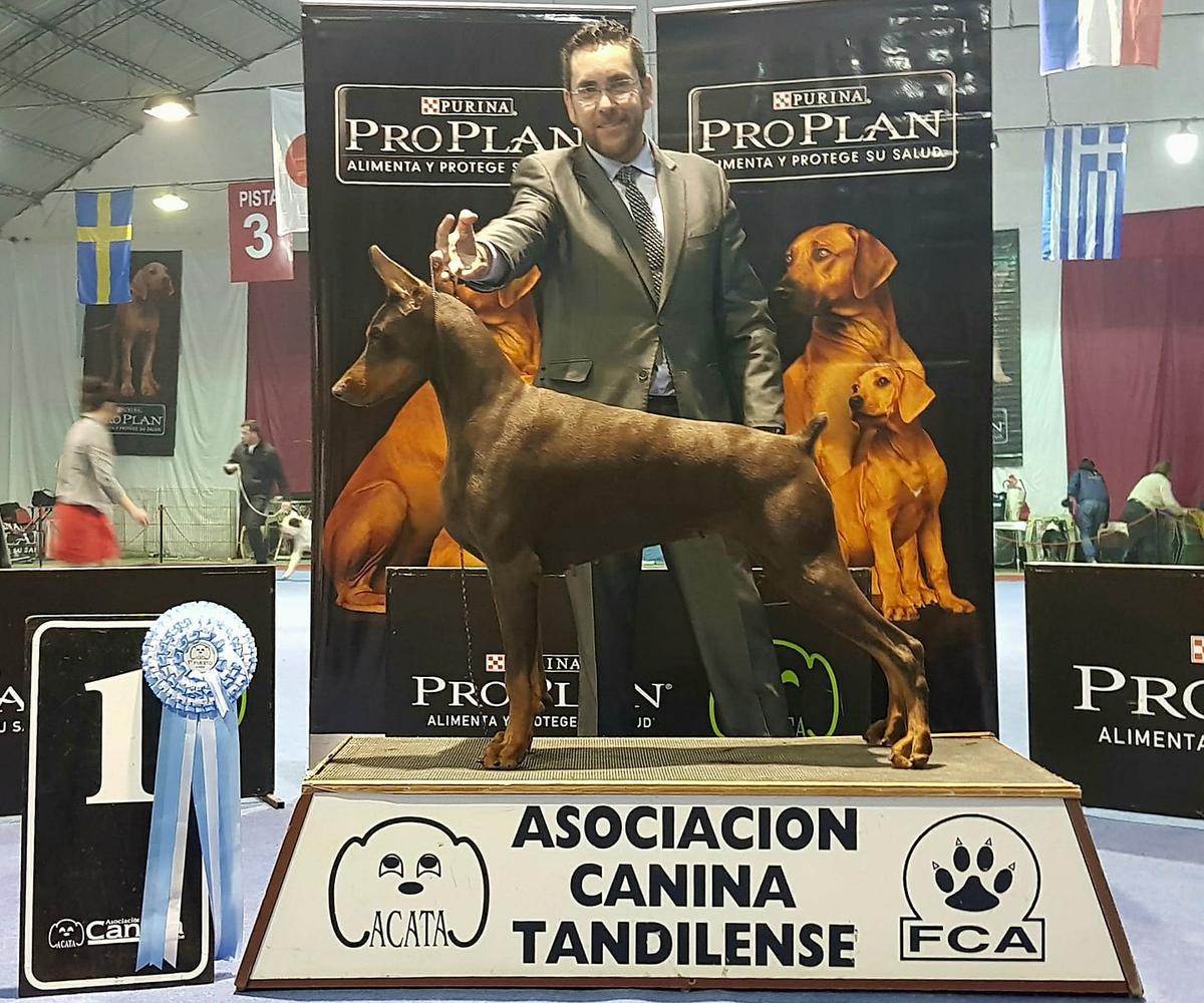 Macaco's Riandes Irupe