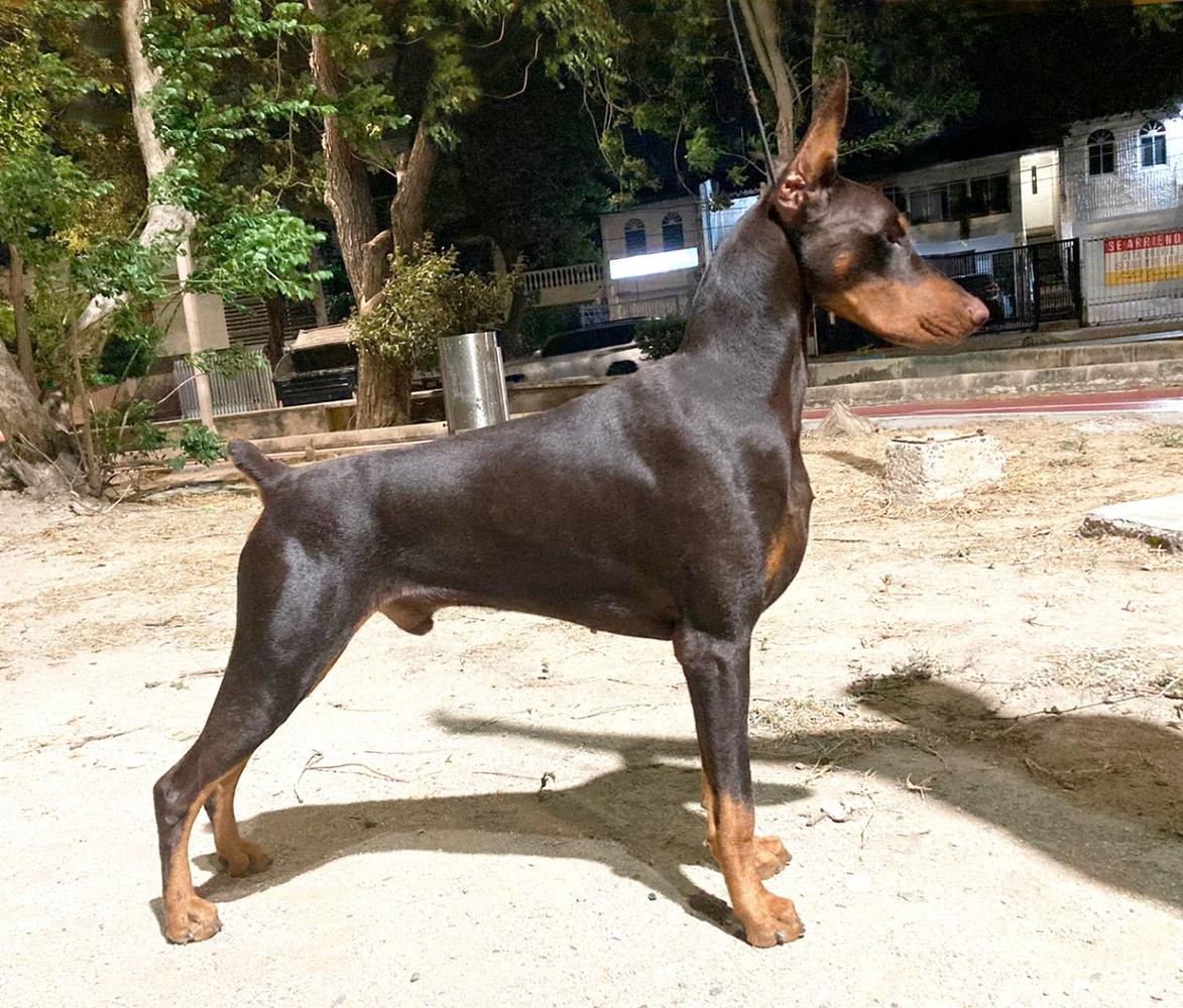 Vermithor Victorydobe