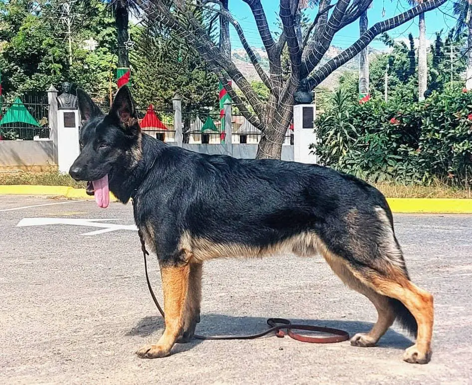 Rommel R de Bimbache