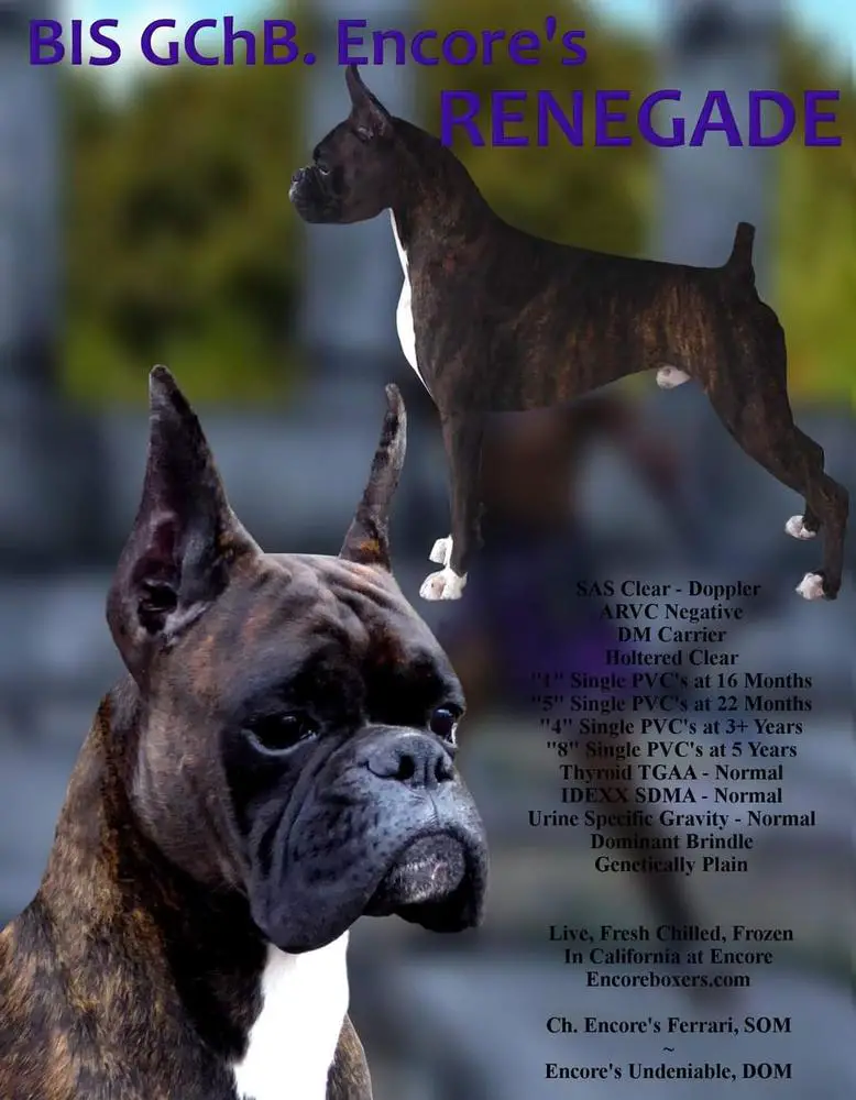 Encore's Renegade