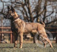 Lorockmor Wilma