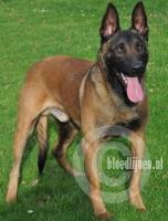 Ivo III (Iedema)