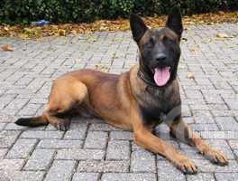Rudie I de Vaan