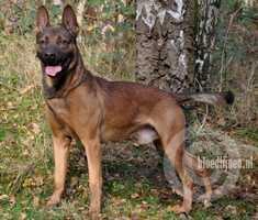Castor (Jansen)