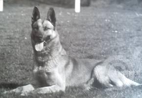Rex (Smets)
