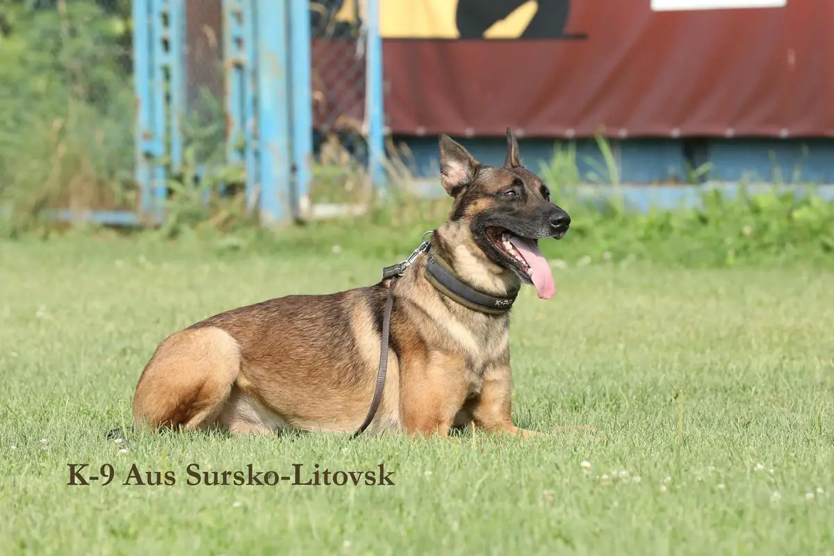Balto (Odnorogov)