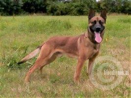 Gunther (Wilts)