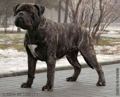 Bulfast's Evy Black Tale