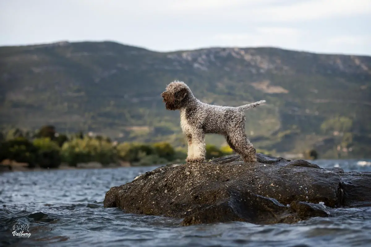 Valburg Lagotto Heaven Penelope