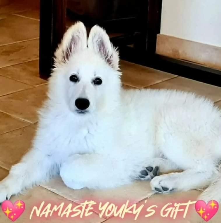 Namastè Youky's Gift