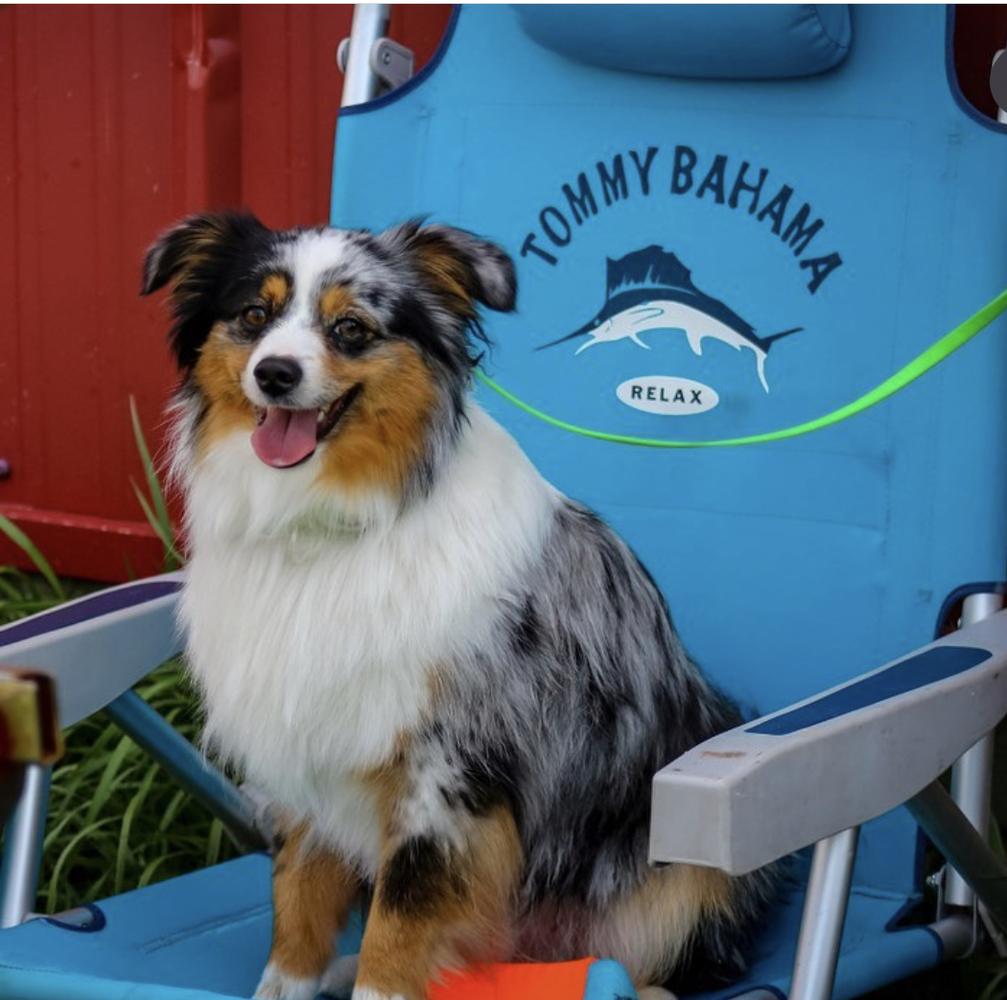 Dandee’s Gizmo