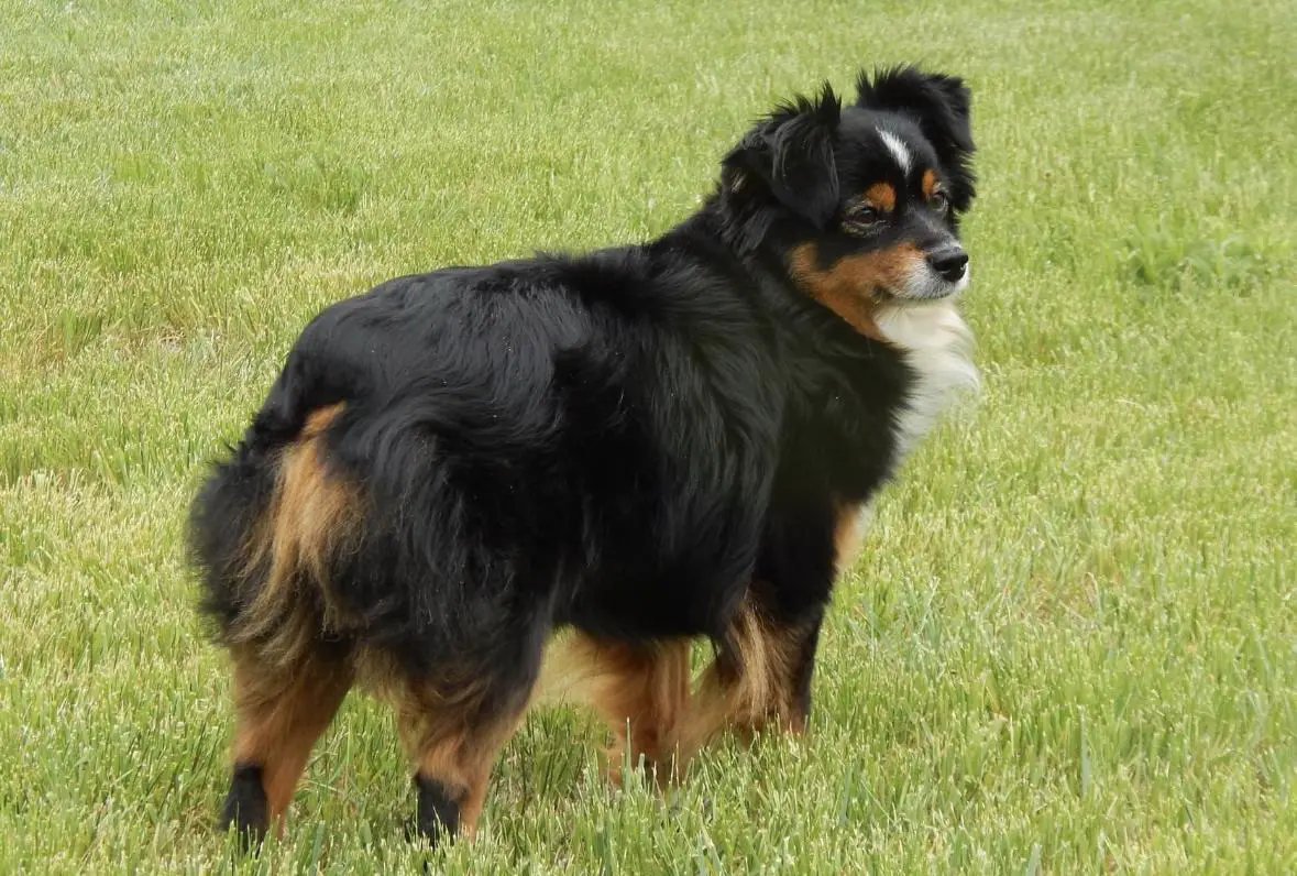 Chapman’s Shelia